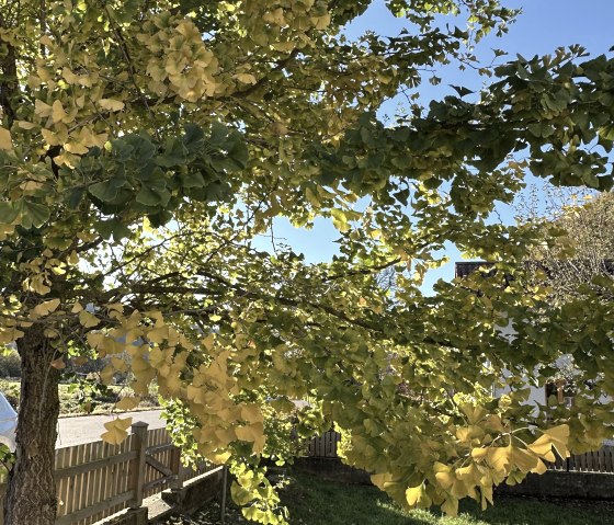 Ginkgo im Farbrausch