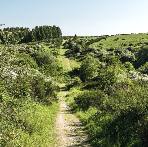 Wanderung Op Platt, © Frank Wiesen