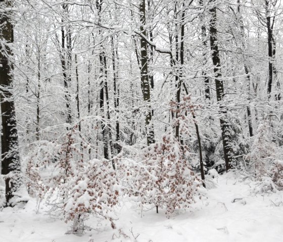 Winterstimmung im Nationalpark Eifel, © kph