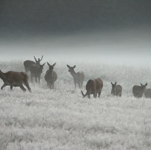 AVES-Cantons de l'Est, © AVES-Ostkantone