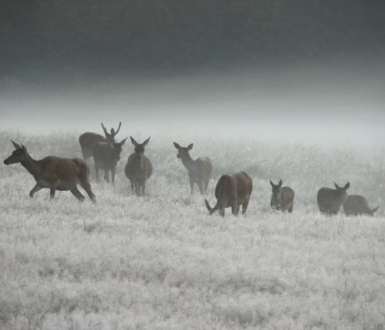 AVES-Eastern Cantons, © AVES-Ostkantone