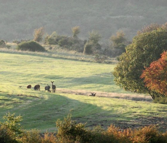 Rothirsche, © M. Harzheim / Nationalpark Eifel