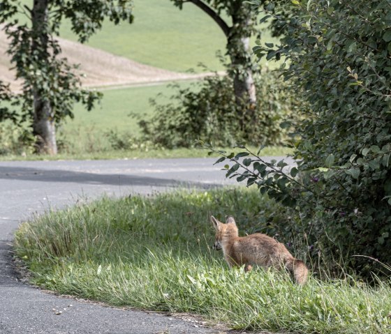 Rencontre avec le renard, piste de l'Eifel Soleil, lune et étoiles, © Nordeifel Tourismus