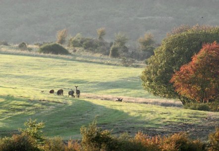 Rothirsche, © M. Harzheim / Nationalpark Eifel