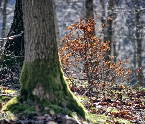 junge Buche, © M. Menninghaus