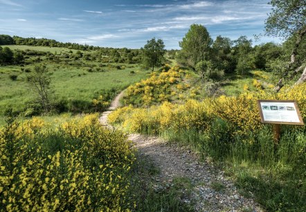 Ginsterblüte auf der Dreiborner Hochfläche, © Dominik Ketz