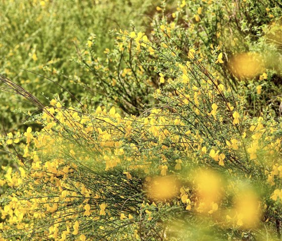 Ginsterblüte, © M Menninghaus / Nationalpark Eifel