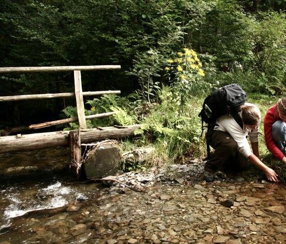 Wildnis-Trail im Nationalpark Eifel, © Guido Priske