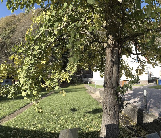 Großer Garten mit  Ginkgo Biloba