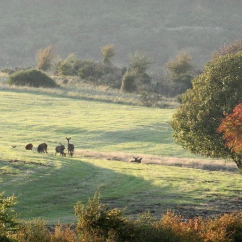 Rothirsche, © M. Harzheim / Nationalpark Eifel