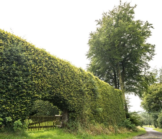 Eifel-Höhen-Route: Buchenhecken bei Monschau-Kalterherberg, © vennbahn.eu