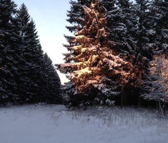 Wintermorgen im Nationalpark Eifel, © kph