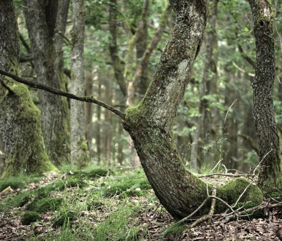 Schöpfungspfad, © Nationalpark Eifel - M.Menninghaus