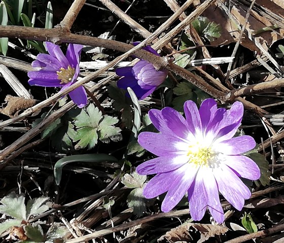 Fleurs précoces, © Nationalparkseelsorge