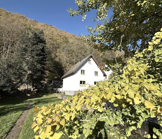 "Indian Summer" mit Ginkgo Biloba, © Nordeifel Tourismus GmbH 6 Ferienhaus Glinkgo Biloba