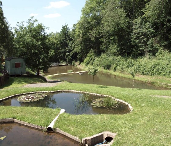 Teich am Silberquellchen, © Eifel Tourismus