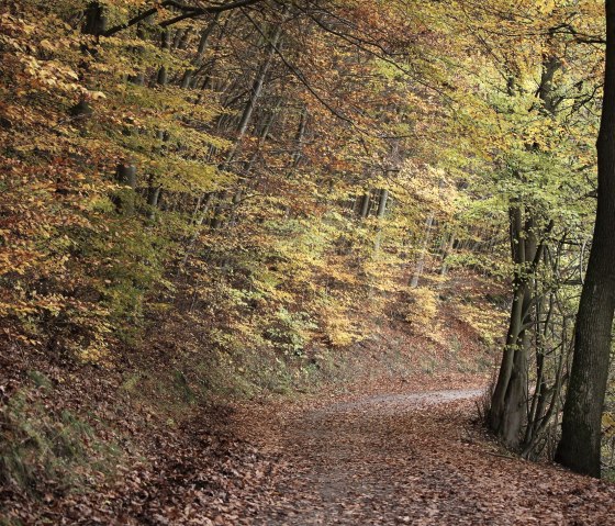 Autumnal forest path, © Nationalpark Eifel - M. Menninghaus