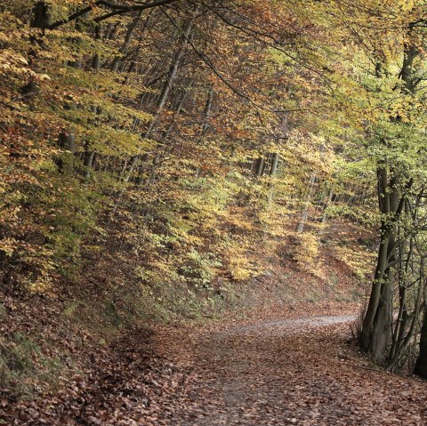 Herbstlicher Waldweg