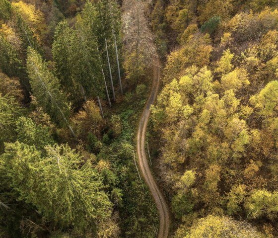 Wald, © Nationalpark Eifel - D.Ketz