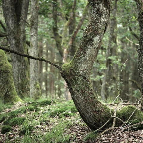 Scheppingspad, © Nationalpark Eifel - M.Menninghaus