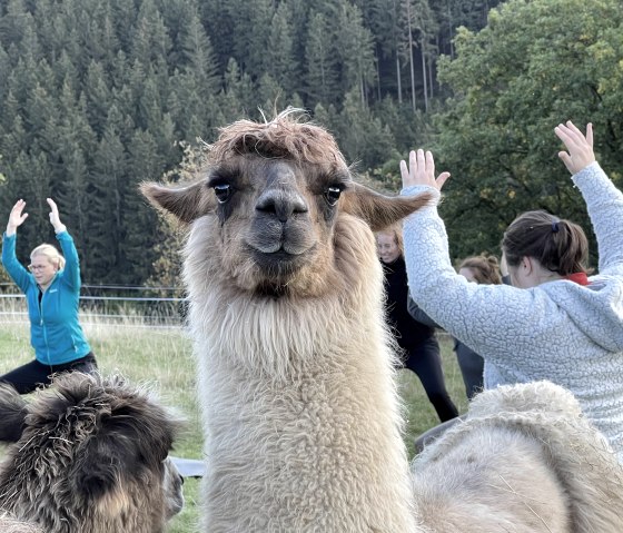 Yoga mit Alpakas, © Julia Samans