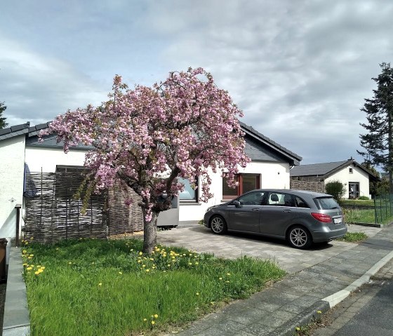 Kirschblüte im Mai, © Gästehaus Eifelsteig 2024