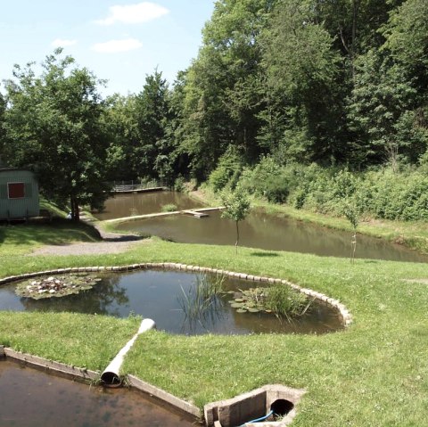 Teich am Silberquellchen, © Eifel Tourismus