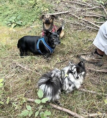 Mit dem Hund unterwegs, © Helena Fothen