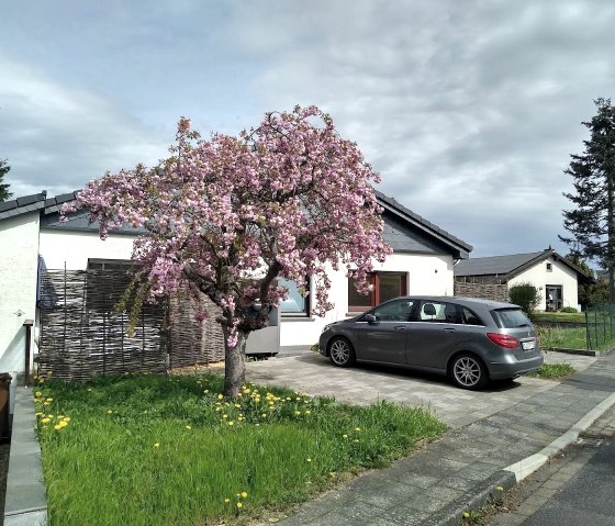 Kirschblüte im Mai, © Gästehaus Eifelsteig & Nordeifel Tourismus GmbH